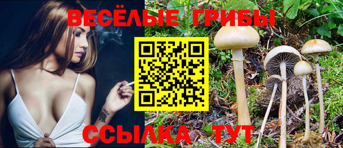 закладка  Вход с VPN  Галлюциногенные грибы Cubensis  Камышин  Галлюциногенные грибы Cubensis 